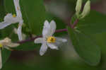 Amur honeysuckle